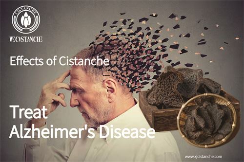 Cistanche deserticola prevents Alzheimer's disease Cistanche deserticola prevents Alzheimer's disease