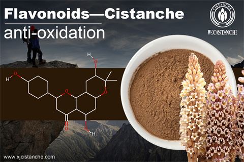 benefit of cistanche extract 