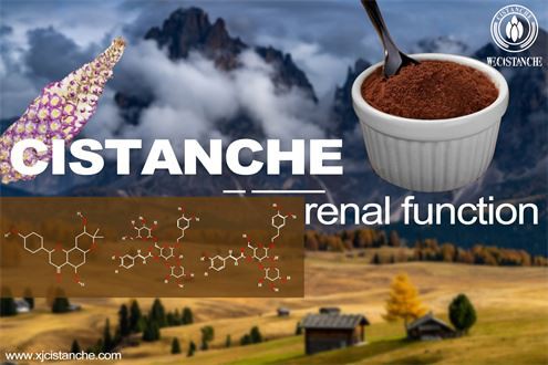 Effects of cistanche: improve renal function