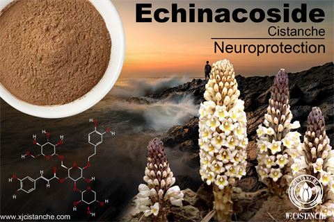 desert cistanche benefits desert cistanche benefits