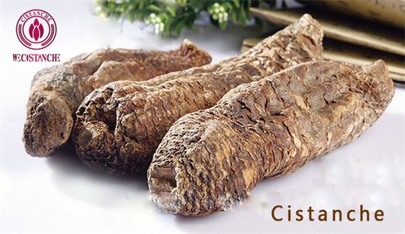 cistanche stems cistanche stems