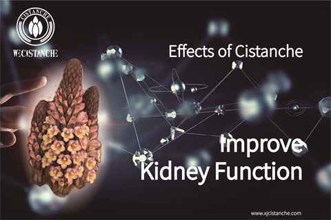 cistanche in your pants：improve kidney function6