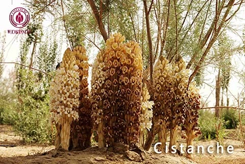 cistanche wine benefits