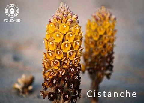 laxative TCM