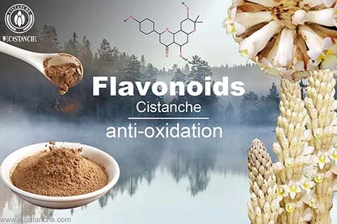 cistanche antioxidant research