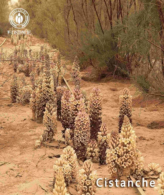 Cistanche deserticola florescence (2)