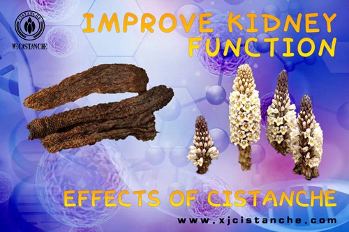 cistanche benefits and side effects