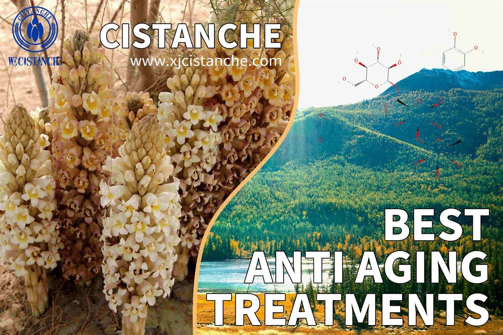 cistanche tubulosa supplement