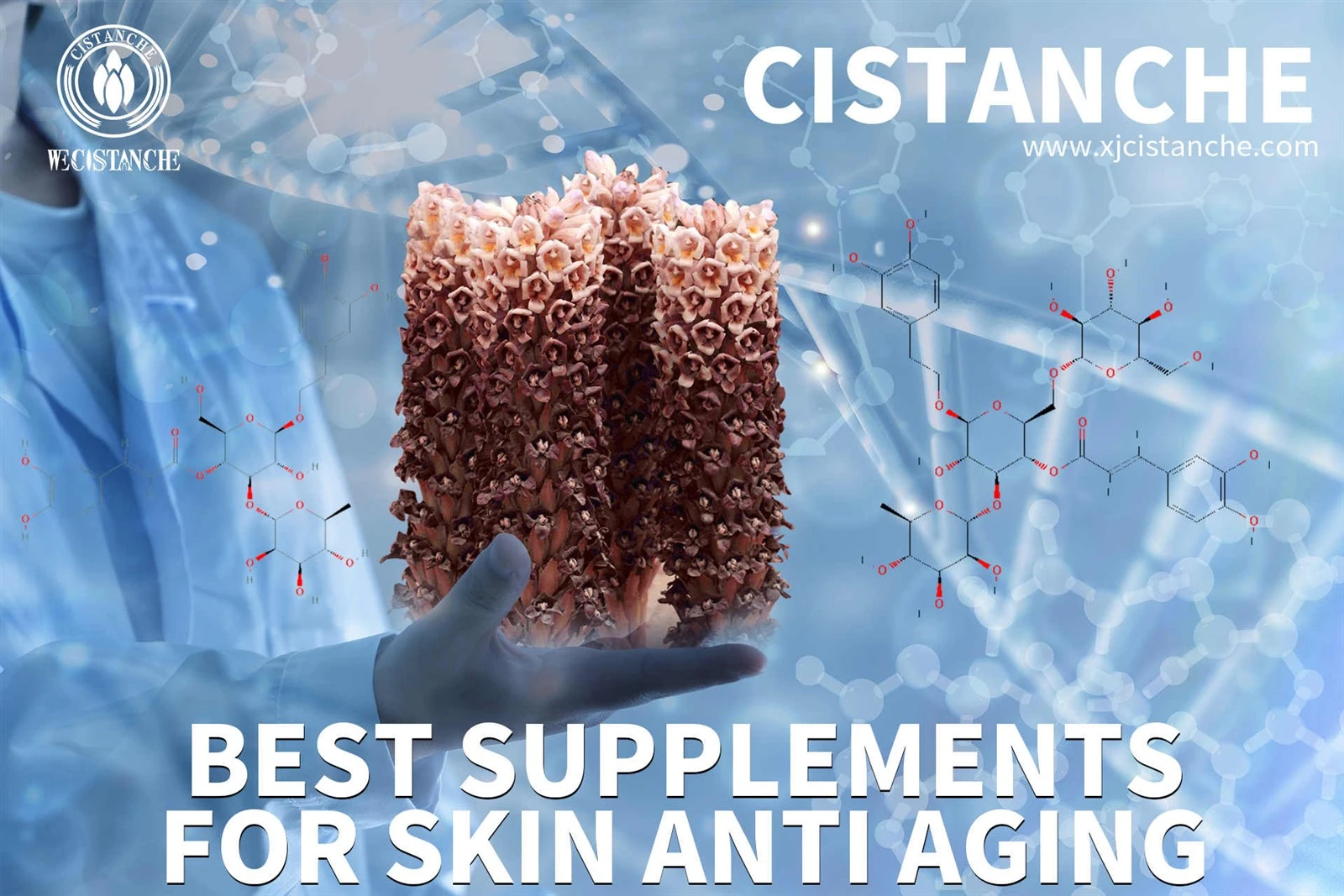 does cistanche work