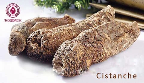 Cistanche desertiloca