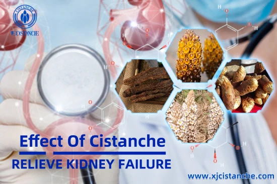 Cistanche Supplement Kidney Function Support Supplement PhGs75% Ech 30% Act 12%