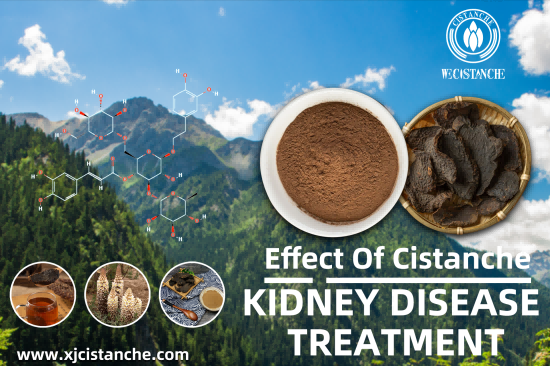 CISTANCHE TO WORK FOR KIDNEY DISEASE PATIENTS CISTANCHE TO WORK FOR KIDNEY DISEASE PATIENTS