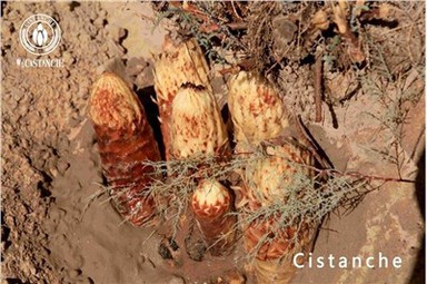 Cistanche Benefit Cistanche Effects Cistanche Vedlejší účinky Cistanche Použití Cistanche Dávkování